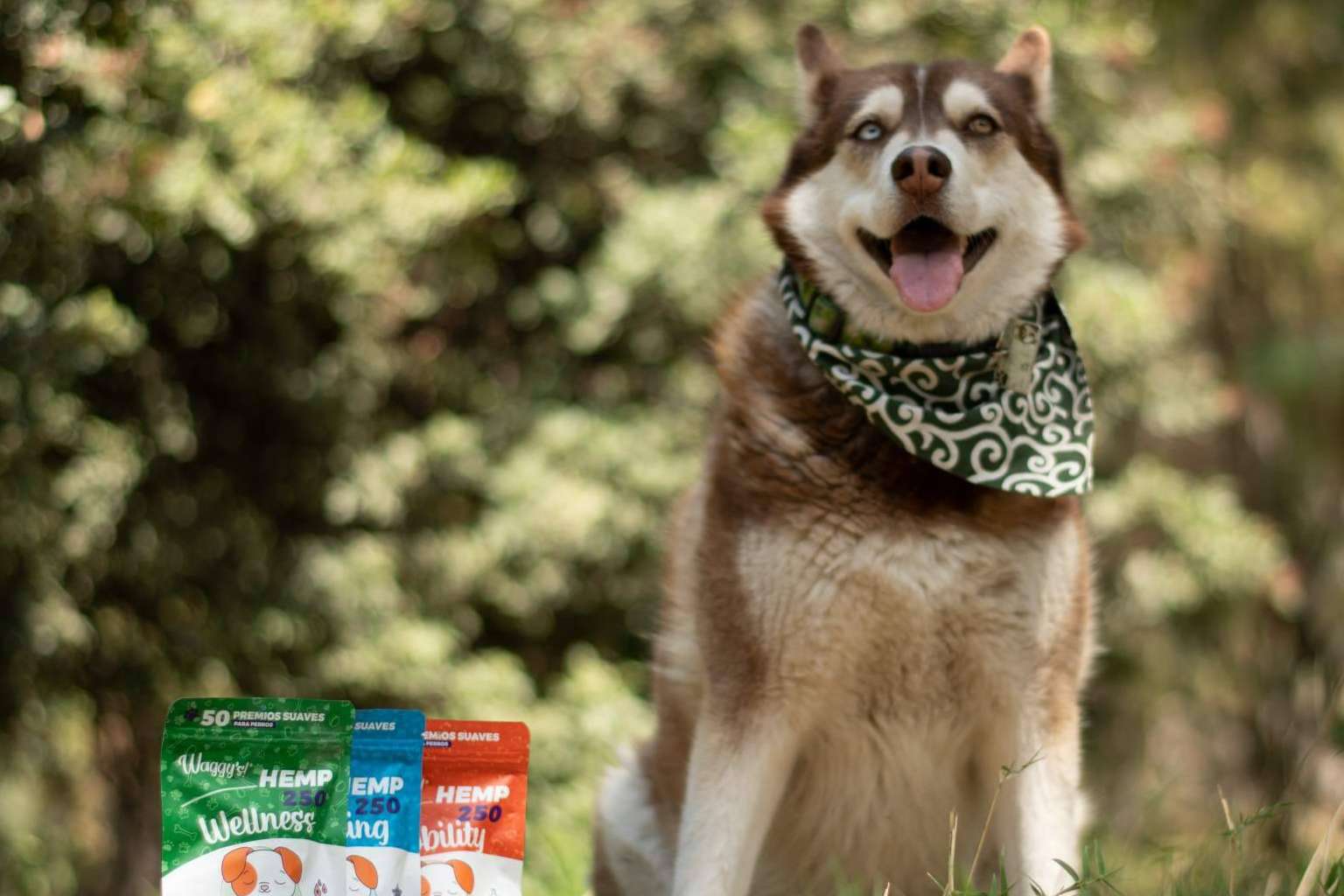 Premios naturales para mejorar el aprendizaje y el bienestar canino