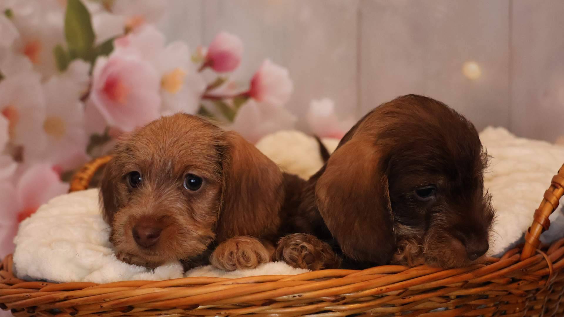 Cómo elegir el cachorro de Teckel ideal